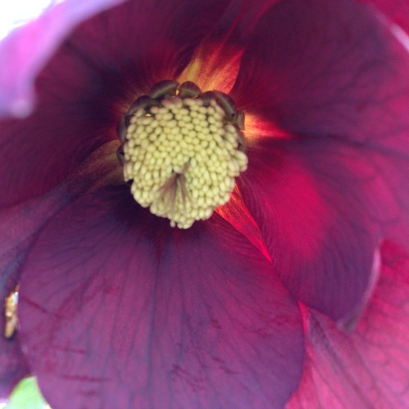 Plant image Helleborus x hybridus 'Queen Of The Night' (Queen Series)