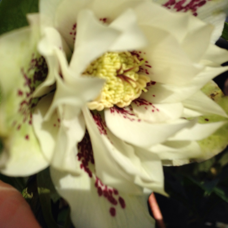 Plant image Helleborus orientalis