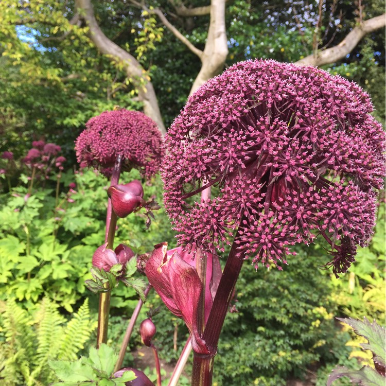 Plant image Angelica Gigas