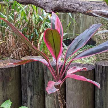 Cordyline terminalis 'Baby Doll'