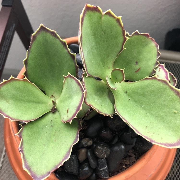 Plant image Kalanchoe Synsepala