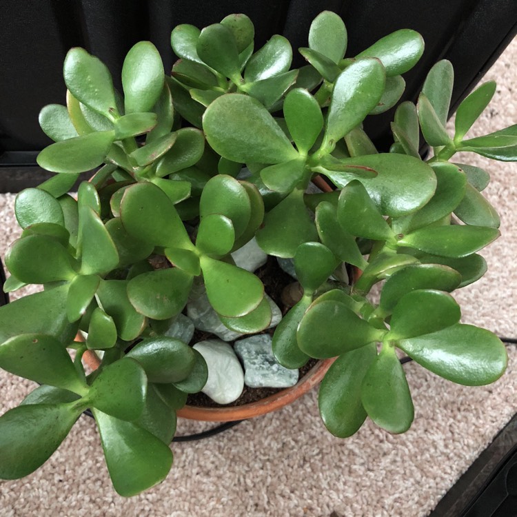 Plant image Crassula Ovata Bonsai