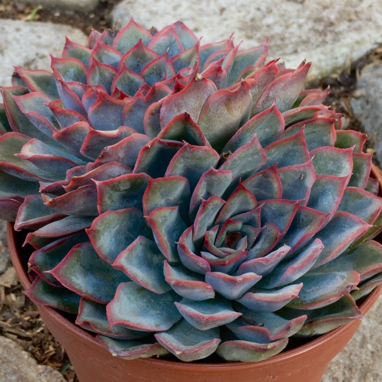 Plant image Echeveria Dark Ice