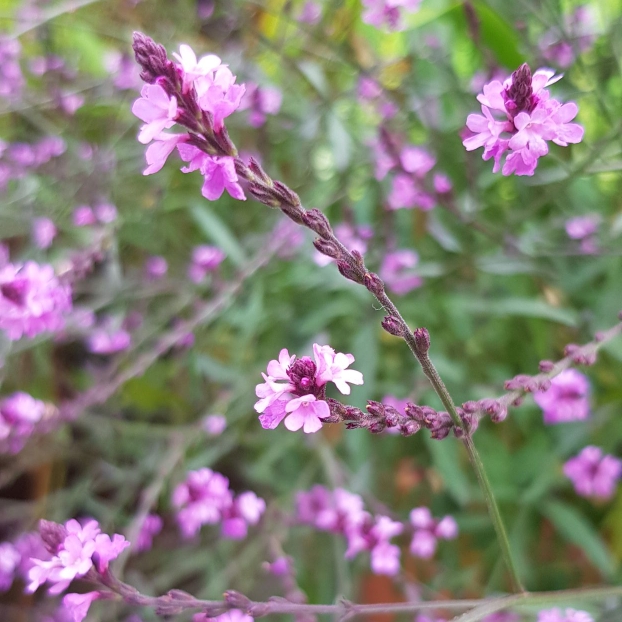 Plant image Verbena officinalis var. grandiflora 'Bampton'