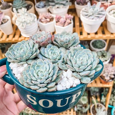 Echeveria 'Minima White Form'