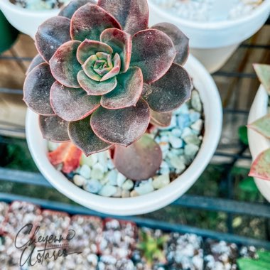 Echeveria 'Melaco'