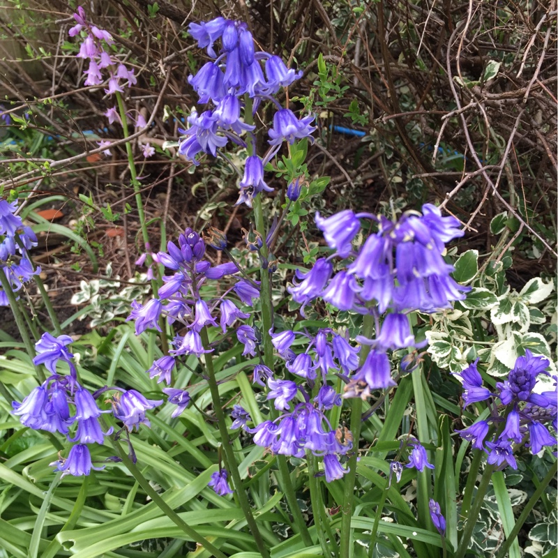 English Bluebell