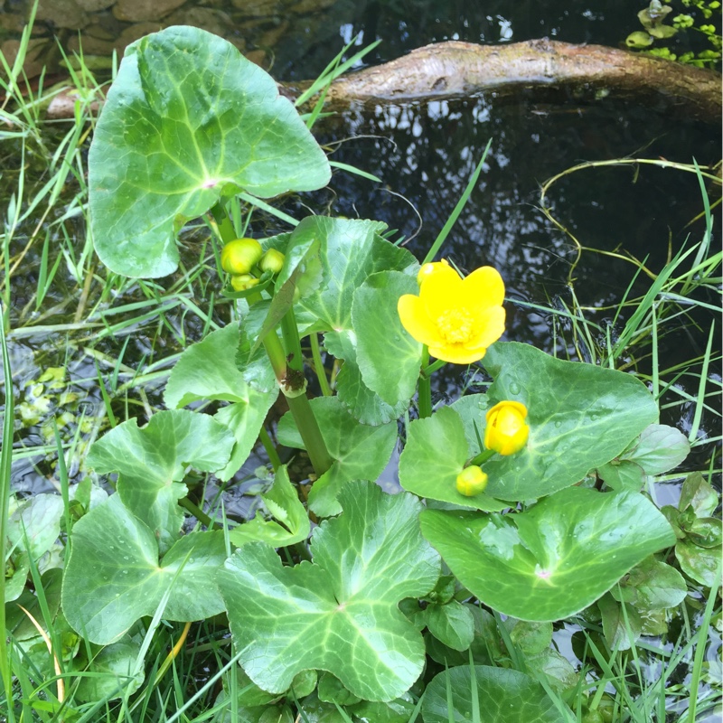 Marsh marigold