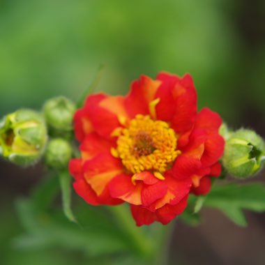 Avens 'Mrs J. Bradshaw'