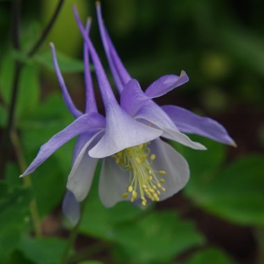 Aquilegia 'Winky Blue And White'