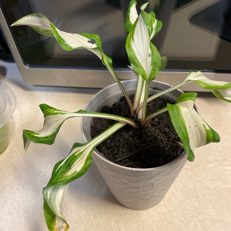 Plant image Hosta undulata var. univittata