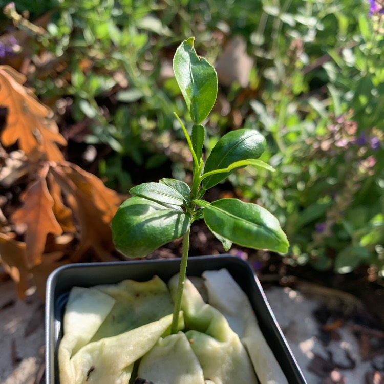 Plant image Citrus Junos (Citrus Ichangensis x Citrus Reticulata var. Austera)