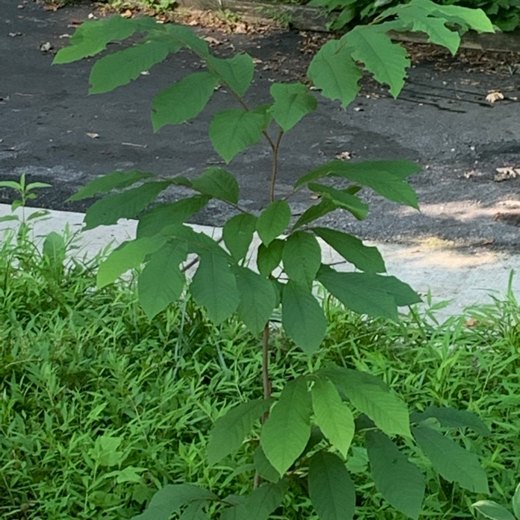 Plant image Asimina triloba