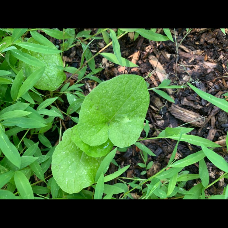 Plant image Arctium minus