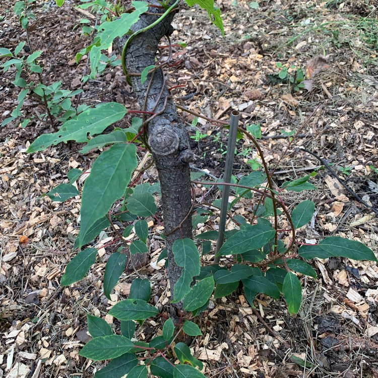 Plant image Actinidia deliciosa  syn. Actinidia chinensis var. deliciosa