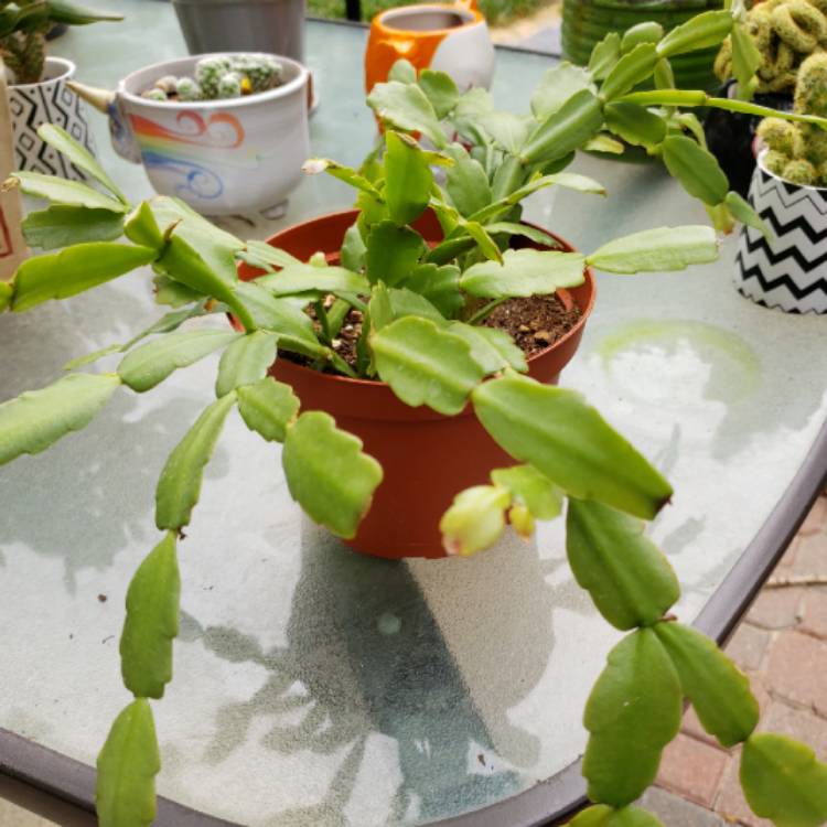 Plant image Schlumbergera bridgesii (Lem.) Loefgr.