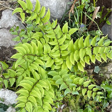 Asplenium scolopendrium 'Undulatum'