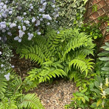 Hart's Tongue Fern