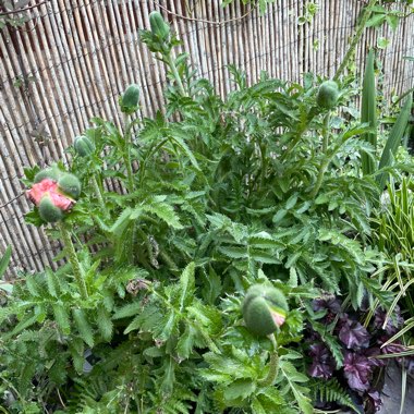 Oriental Poppy