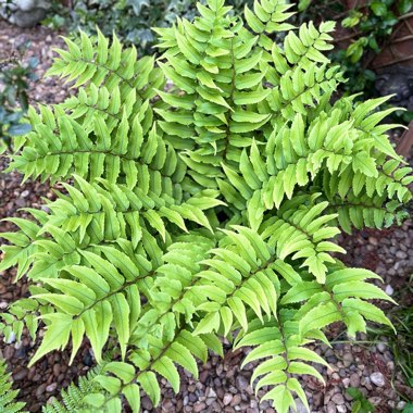 Holly Fern