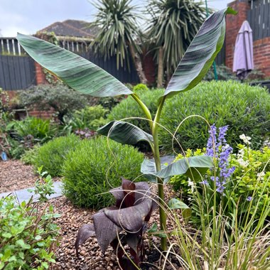 Red Tiger Banana Plant