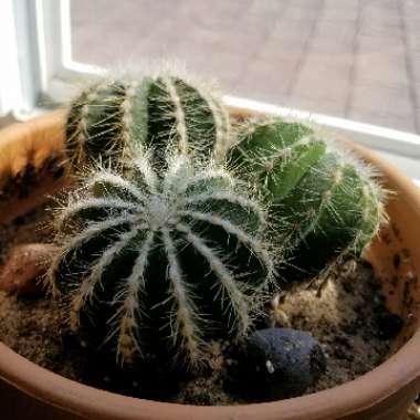 Balloon Cactus