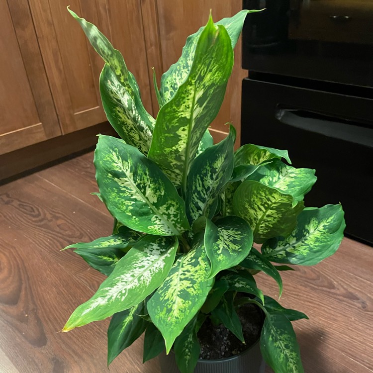 Plant image Dieffenbachia Compacta