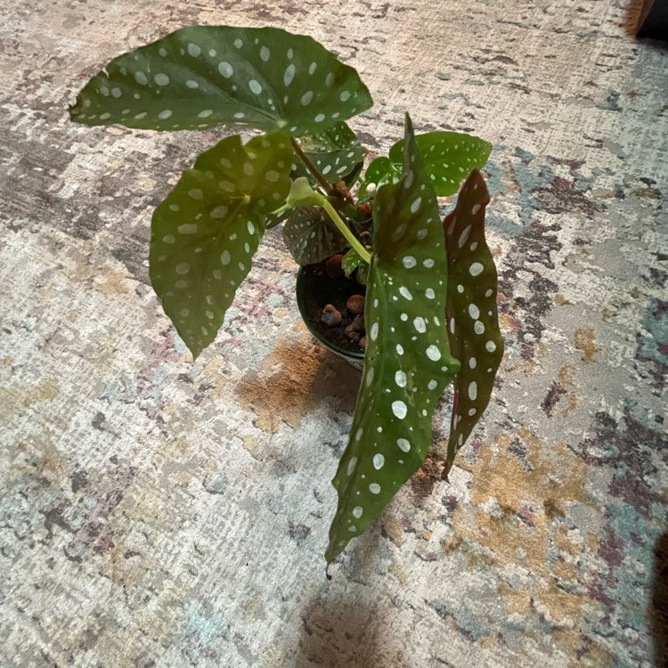 Plant image Begonia aconitifolia x coccinea