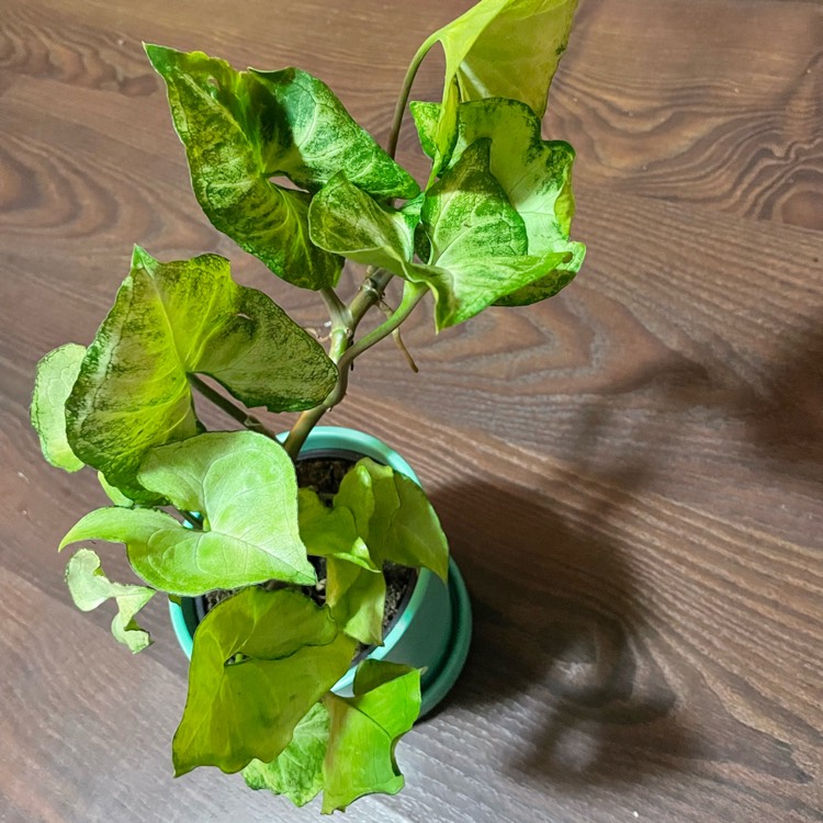 Plant image Syngonium podophyllum 'Confetti'