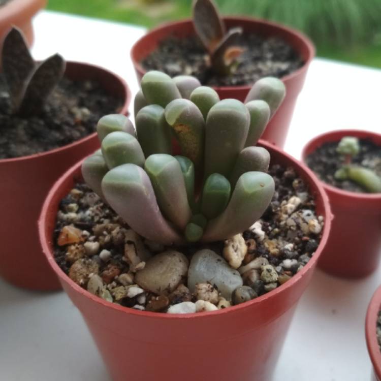 Plant image Fenestraria Rhopalophylla 