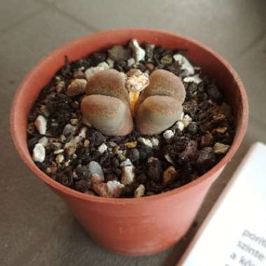 Lithops Localis C345