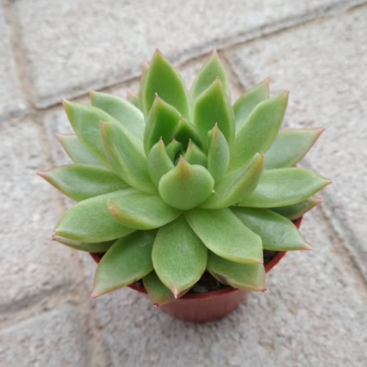 Plant image Echeveria Agavoides Frank Reinelt