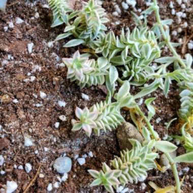 Sedum Lineare 'Variegatum'