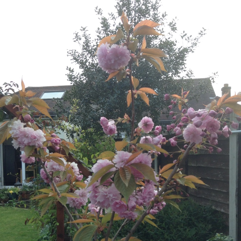 Japanese Flowering Cherry Tree