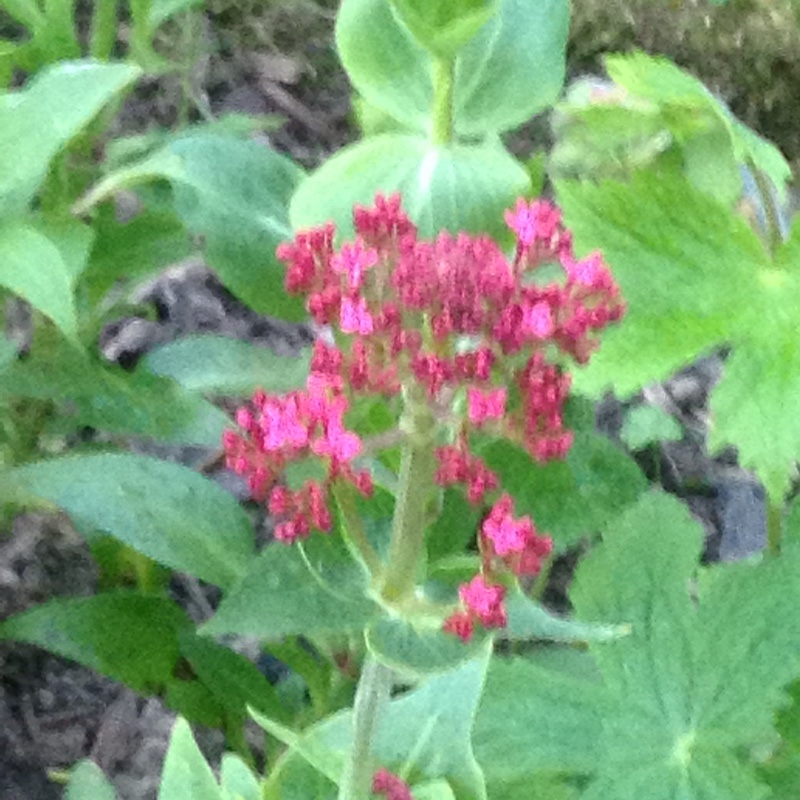 Red Valerian