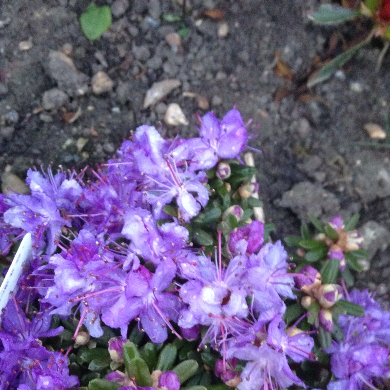 Rhododendron