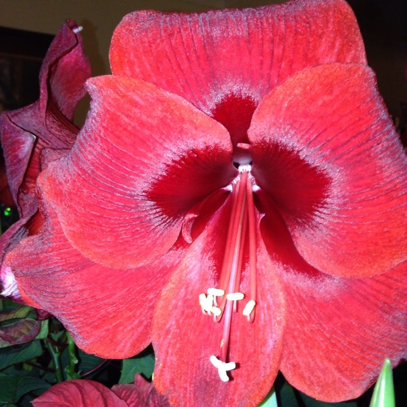 Hippeastrum (Amaryllis)