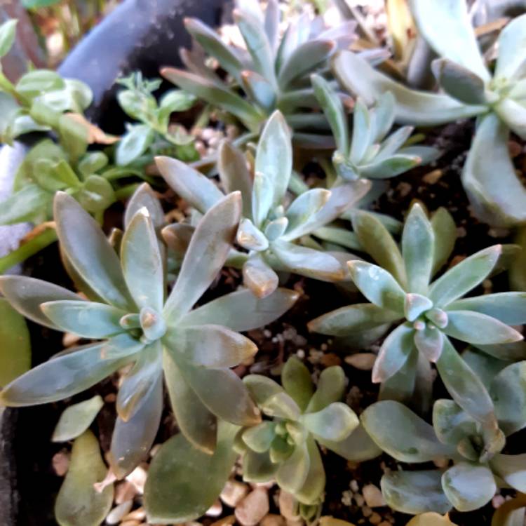 Plant image x Graptosedum Darley Sunshine