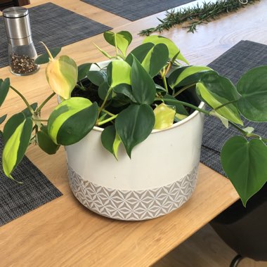 Philodendron 'Brasil'