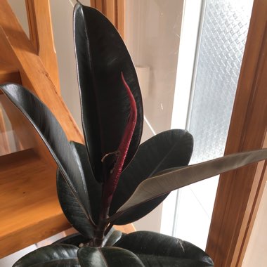 Rubber Tree 'Burgundy'