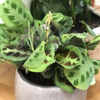 Prayer Plant