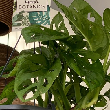 Adanson's Monstera