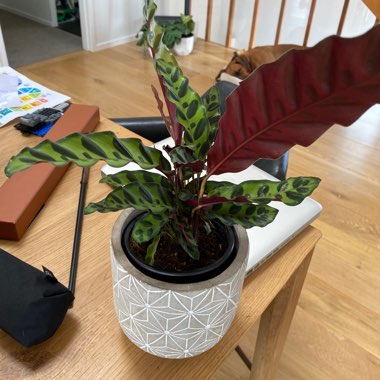 Rattlesnake Plant