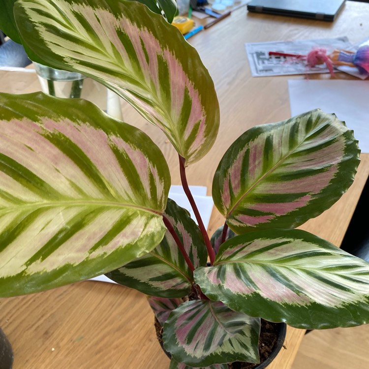 Plant image Calathea roseopicta