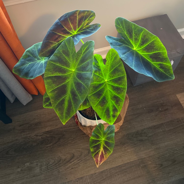 Plant image Colocasia esculenta 'Illustris'