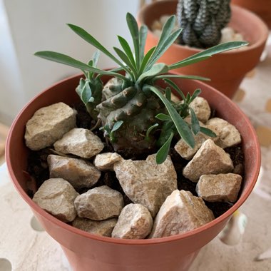 Euphorbia x japonica syn. Euphorbia cv. Cocklebur