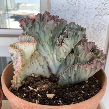 Euphorbia lactea f. variegata cristata