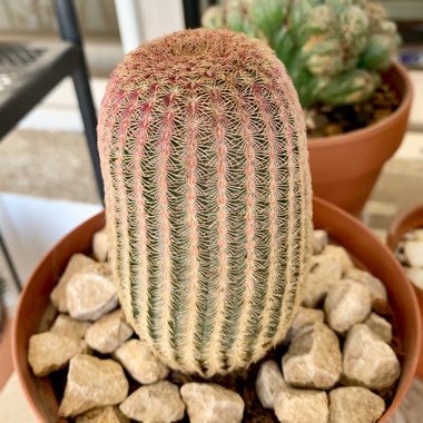 Echinocereus rigidissimus subsp. rubispinus