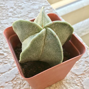 Astrophytum myriostigma