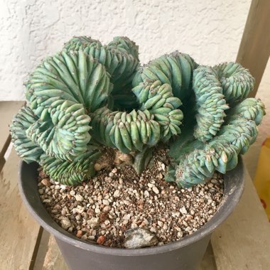 Myrtillocactus geometrizans cristata